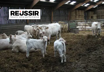 Image de l'article